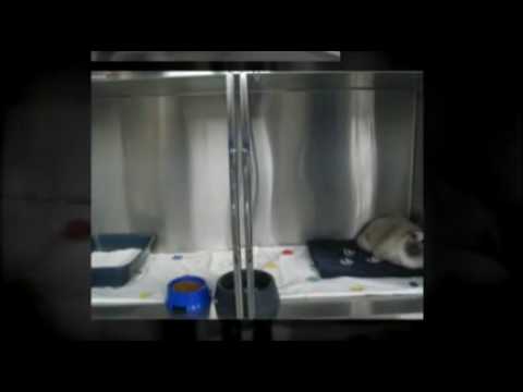 Catteries Nyon Geneva Bellevue Versoix Rolle Meyrin Morges