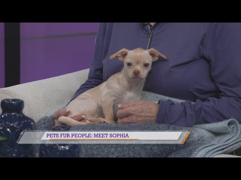 Pets Fur People: Meet Sophia - YouTube