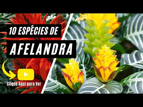 , title : 'Top 10 Espécies de Afelandra (Aphelandra)'