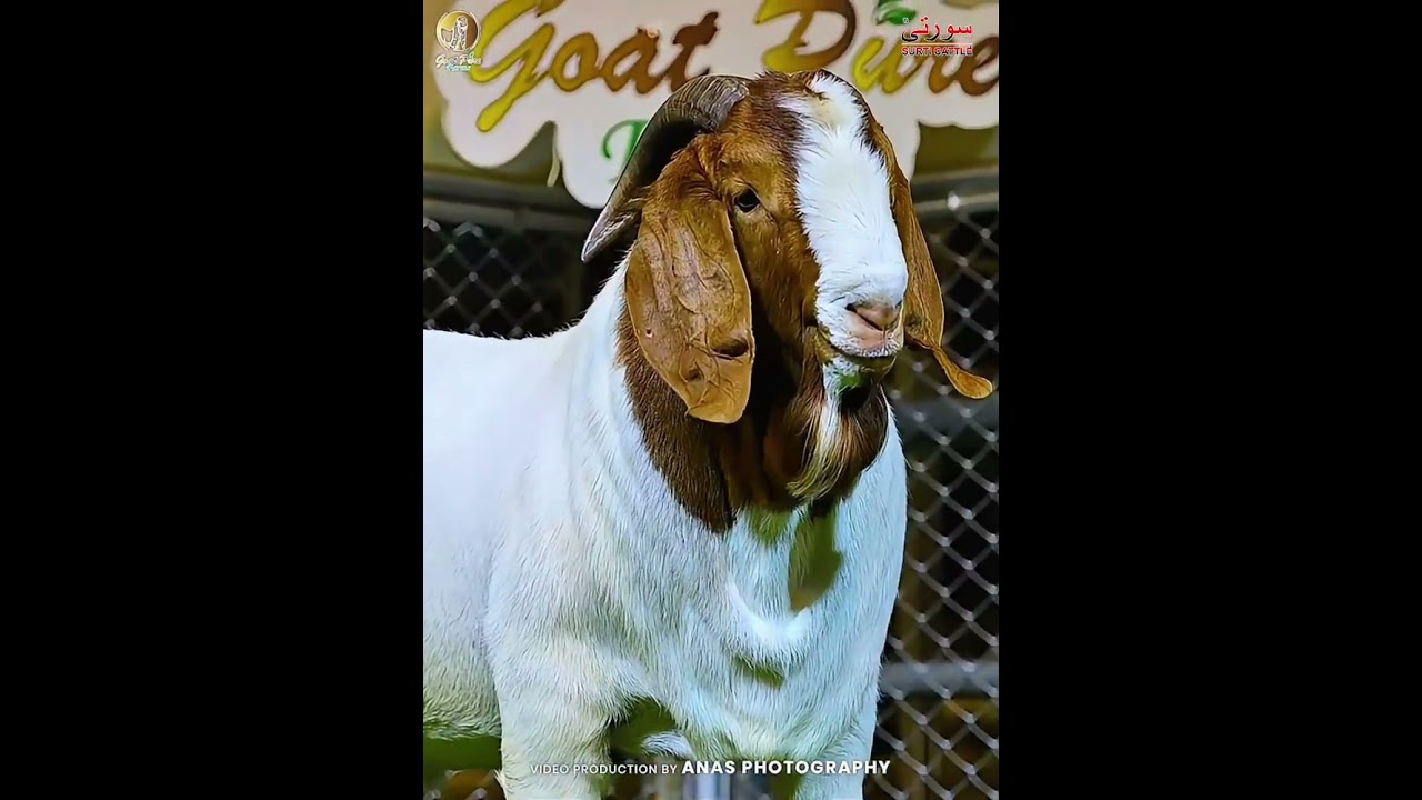 GIANT BAKRA SEASON 2026