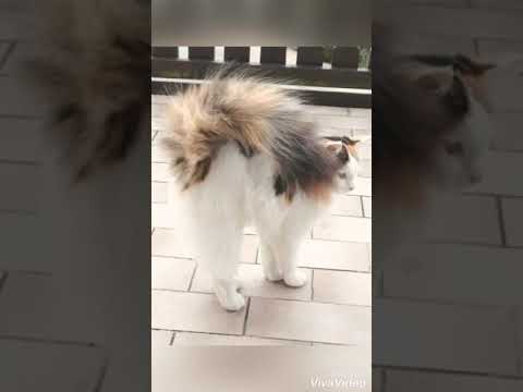 Cats with super fluffy tails