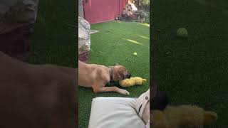 Video preview image #1 Mastiff-Unknown Mix Puppy For Sale in Goodyear, AZ, USA
