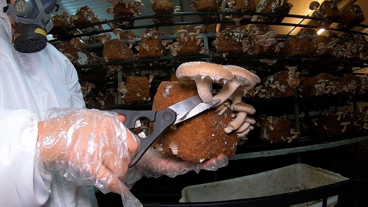 CASAL INVESTE NA PRODUÇÃO DE COGUMELO SHIITAKE!