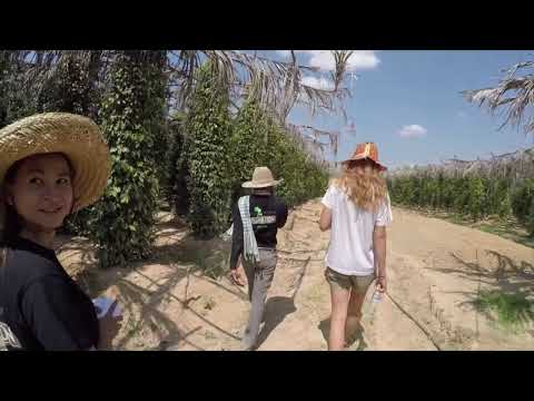 🌿 Pepper Farm in Kampot & Secret Lake Adventure | Hidden Gem of Cambodia 🇰🇭✨