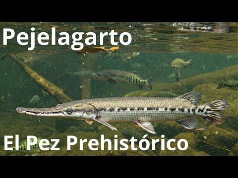 El Pejelagarto: El Pez Más Antiguo de México