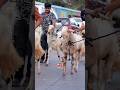 Khan Goat Farm Mumbra Bakraeid Bakraeid2024 Bakraeidspecial Bakra Goats Trending Biggoats