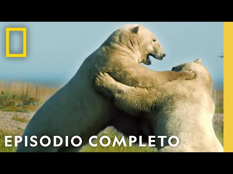 Arriesgarse o Morir | Noche De Pelea Animal | Nat Geo en Español