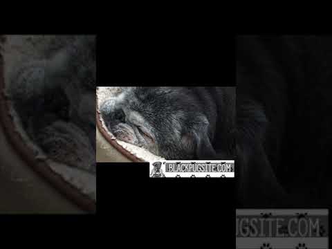 Why Do Pugs Snore?