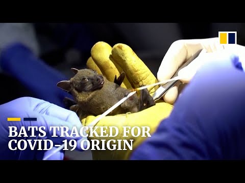 Bat viruses being studied in Cambodia to gain new coronavirus pandemic insights