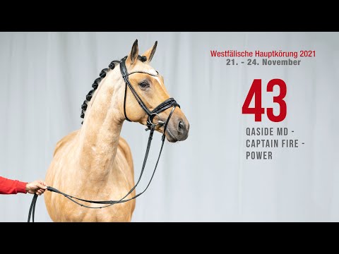Hauptkörung 2021 Reitpferdehengste Kat-Nr. 43  Qaside MD - Captain Fire - Power