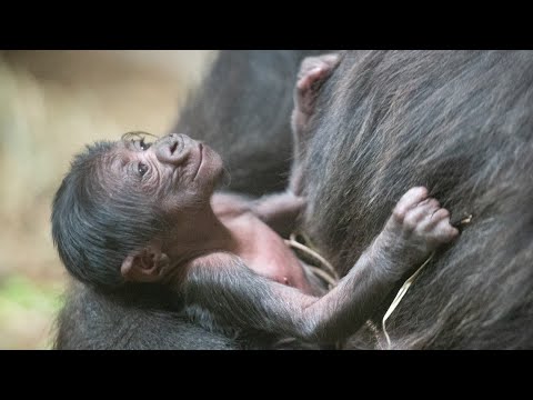 Cleveland Zoo introduces baby gorilla and it's a...