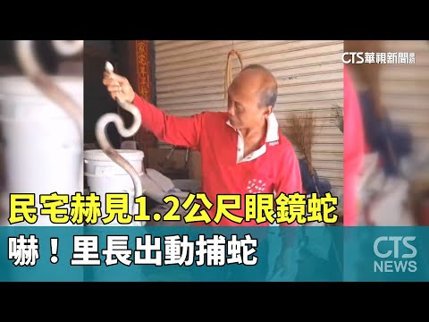 民宅赫見1.2公尺眼鏡蛇　嚇！里長出動捕蛇