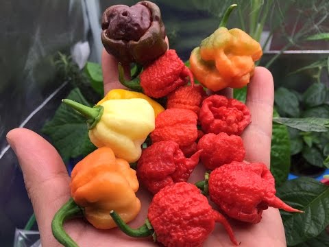 2015 Super Hot Peppers Growing Season - Ep. 18 - Bigger Harvest