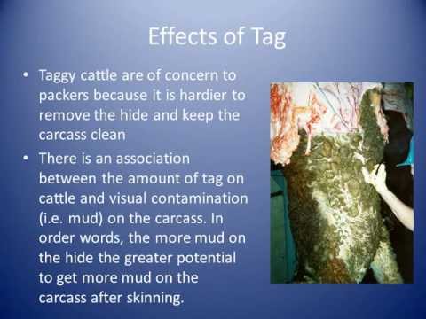 Impact of cattle tag on beef carcass value (2013)