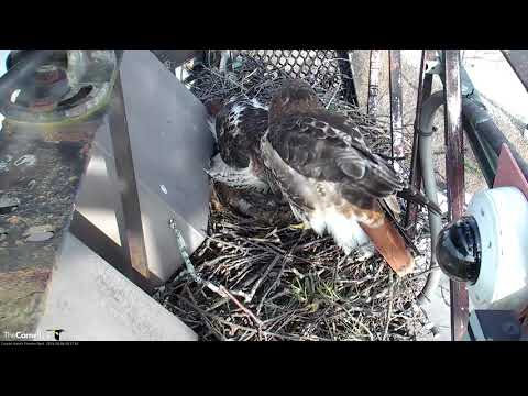 Arthur Brings In Monster Piece Of Bark, Hawks Remodel Nest Bowl – April 4, 2019