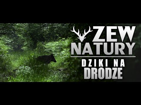 Zew Natury #6 - Dziki na drodze