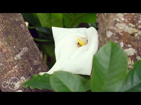 5 Links View Drive, Omokoroa, 4部屋, 2バスルーム, House