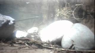 preview picture of video 'Tahuya Fish Release_March 2009.wmv'