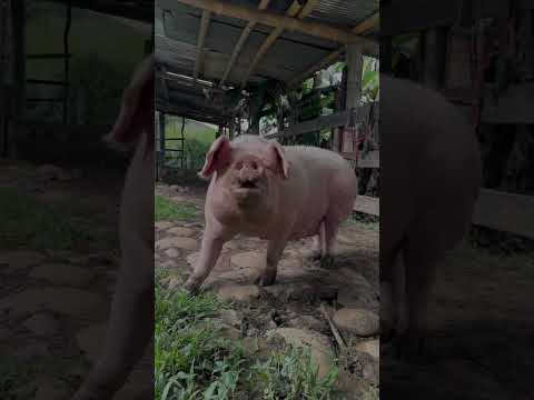 Finca Turistica La Macana | 19.8 Hectareas con Pozo Lajas | Inmobiliaria Urbaken