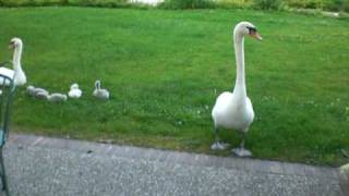 preview picture of video 'Attack of the Swans'