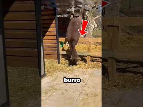 NO CREERÁS la mala SUERTE de estos ANIMALES #animales #datoscurisos #naturaleza