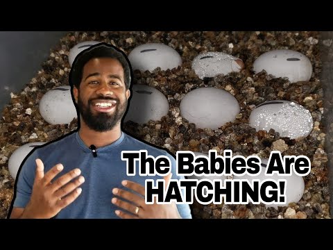 The Baby Dragon Moving Process