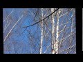 Весна какая выдалась 