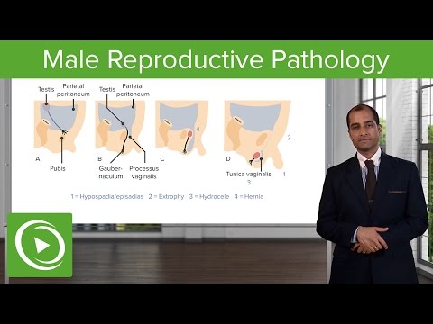 Male Reproductive Pathology – Reproductive Pathology | Lecturio