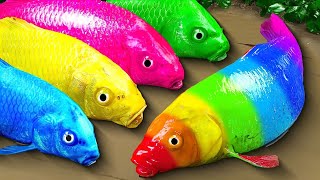 Stop Motion Colorful Fish | Mukbang tiny crab, golden egg, spotted fish - rainbow catfish