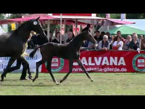 Hf v Fiderdance x Laurentio 2016