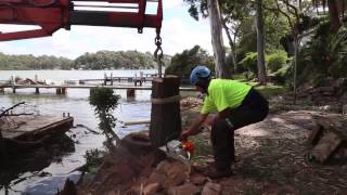 preview picture of video 'Best sydney tree services'