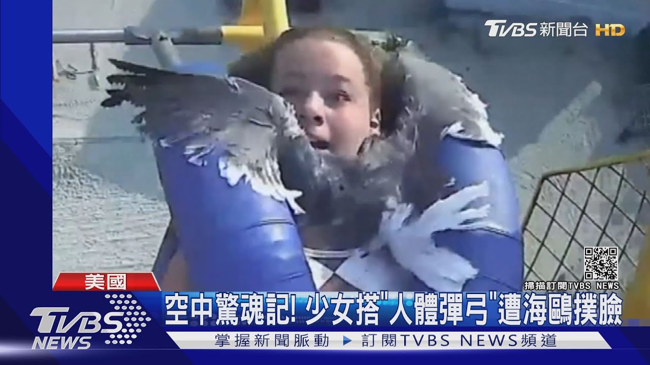 空中驚魂記！　少女搭「人體彈弓」遭海鷗撲臉