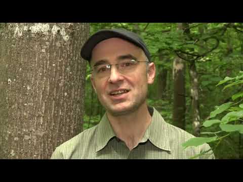 A brief introduction to valuable timber production with hardwood trees – Part 1