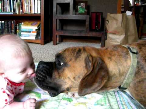 Baby loves Boxer