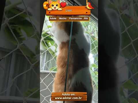Vídeo de Lion