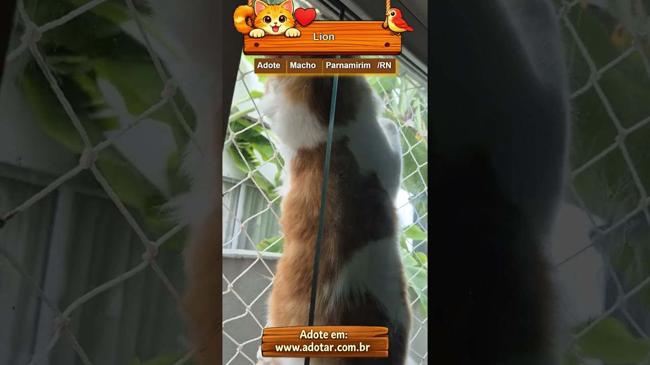 Gato raça SRD-ViraLata idade 2 anos nome Lion