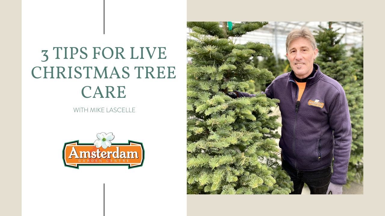 3 Tips for Live Christmas Tree Care