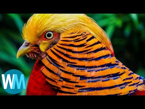 Top 10 Most Stunningly Beautiful Birds in the World