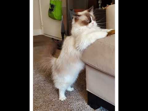 Crystal the Pet Nanny. LLC video.