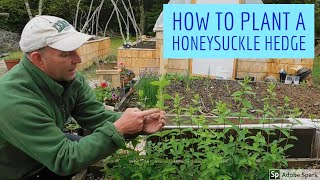Create Scent and Privacy in Your Garden - How to Plant a Honeysuckle Hedge