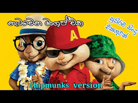 Sundara giyaki adare | alvin