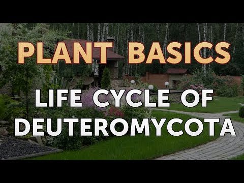 How to Dry an Overwatered Plant