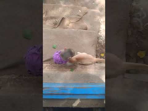 anji and cat friendships #shorts