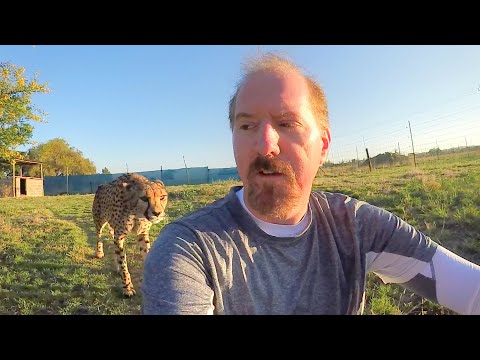 Turning Your Back To Leopards & Cheetahs | BIG CATS Show Their Predatory Nature Part 2