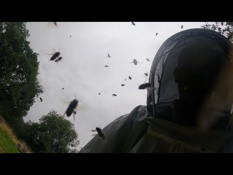 Stinging In The Rain - When Good Bees Go Bad