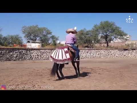 C16P3 EL CAMINO AL FUTURITY VIP - Reynaldo Salazar