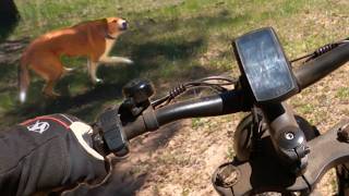 I Got Bit Riding Past a Campsite