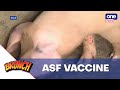 Brunch DA Eyes Completion Of ASF Vaccine Procurement By End Of 2024