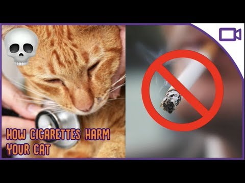 The WORST Thing for Cats? - Smoking and Cats 101
