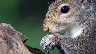 Squirrels Are Remarkable Problem Solvers